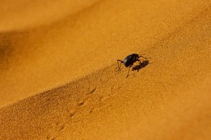 Agnès Escriva - Vent de sable