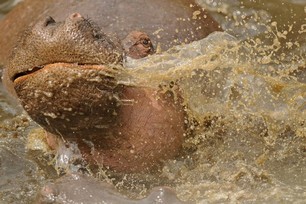 Jrme Guillaumot - Gerbe d'hippo